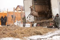 Около сотни благородных оленей доставили на Сахалин, Фото: 31