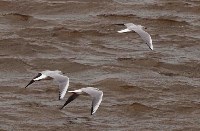 Редкие чайки прилетели на Курилы, Фото: 3