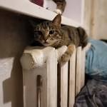 На конкурс astv.ru прислали больше ста фото теплолюбивых сахалинских котиков, и они потрясающие, Фото: 81