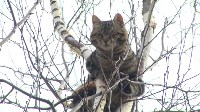 В Южно-Сахалинске спасли кота, Фото: 8