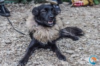 В рамках выставки беспородных собак в Южно-Сахалинске 8 питомцев обрели хозяев, Фото: 242