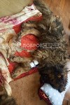Сахалинцы спасли бездомную собаку с сильнейшими травмами после ДТП, Фото: 3
