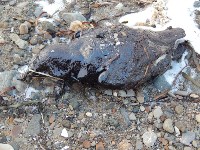 Умерших от нефтепродуктов птиц обнаружили на западном побережье Сахалина, Фото: 1