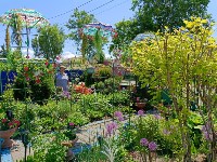 Муж и жена в селе Пятиречье создали во дворе сказочный сад, Фото: 3