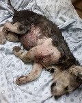 Найдённому в Южно-Сахалинске покалеченному щенку ампутировали лапу, Фото: 1