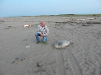 Спасение тюленя в озере за Стародубским, Фото: 2