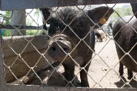 Посетителям Сахалинского зоопарка показали зверят, родившихся в 2017 году, Фото: 6