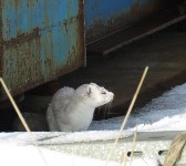 Горностаи готовятся к зиме в Северо-Курильске, Фото: 5