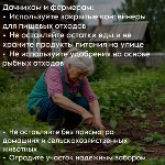 Правила, которые реально спасут от нападения медведя, Фото: 1