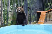 Медведица Юлька празднует ровно год после новоселья в сахалинском зоопарке, Фото: 6