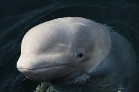 Эксперты: у белух и косаток в "китовой тюрьме" быстро развиваются кожные заболевания, Фото: 12