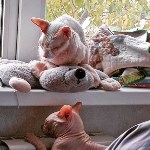 На конкурс astv.ru прислали больше ста фото теплолюбивых сахалинских котиков, и они потрясающие, Фото: 60