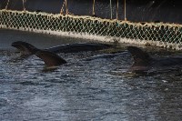 У косаток в «китовой тюрьме» эксперты заметили странные кожные изменения, Фото: 12