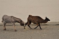 Необычная дружба в сахалинском зоопарке, Фото: 1