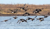 Казарки. Заповедник Курильский, Фото: 1