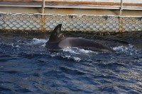 У косаток в «китовой тюрьме» эксперты заметили странные кожные изменения, Фото: 21
