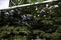 виноград в префектуре Яманащи., Фото: 18