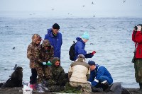 Тюлень с практически отрезанной головой пришёл за помощью к сахалинцам, Фото: 1