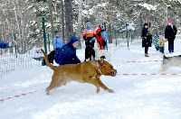 Собачьи бега в Южно-Сахалинске, Фото: 13