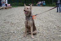 В рамках выставки беспородных собак в Южно-Сахалинске 8 питомцев обрели хозяев, Фото: 13
