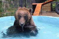 Медведица Юлька празднует ровно год после новоселья в сахалинском зоопарке, Фото: 3