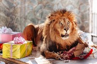 Курицу, говядину, свинку, ослика и мяч подарили африканскому льву в Южно-Сахалинске, Фото: 1