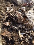 В лесу Южно-Сахалинска обнаружено коровье кладбище , Фото: 1