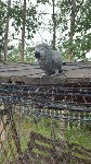 "Наелся, напился и дрыхнет": на Сахалине говорящий попугай нашёлся в 6 километрах от дома , Фото: 3