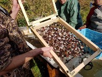 Для восстановления популяции в залив Анива выпустили 60 тысяч приморских гребешков, Фото: 3