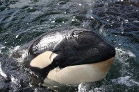 У косаток в «китовой тюрьме» эксперты заметили странные кожные изменения, Фото: 4