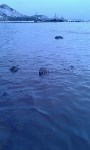 Загрязнение берега Невельска нефтепродуктами, Фото: 5