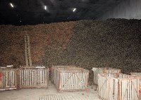 Сахалинская область в 2018 году поставила рекорд по сбору урожая картофеля , Фото: 4