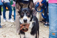 В рамках выставки беспородных собак в Южно-Сахалинске 8 питомцев обрели хозяев, Фото: 90