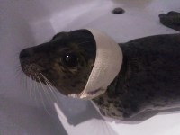 «Зеленый Сахалин» спас тюлененка с поломанной челюстью, Фото: 1