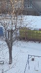 Площадки детского сада в Южно-Сахалинске облюбовали дворняги, Фото: 3