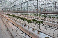 На Сахалине открыли новый тепличный комплекс , Фото: 5