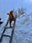 Голосуем за самое смешное животное в снегу: итоги первого тура и старт второго, Фото: 1