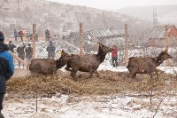 Около сотни благородных оленей доставили на Сахалин, Фото: 22