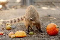 Сахалинский зоопарк просит горожан поделиться овощами и фруктами со зверями, Фото: 3