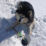 Пёс по кличке Буран спас замерзающего в лесу сахалинца, Фото: 2