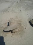 Загадочные песчаные сталагмиты выросли в заливе Мордвинова, Фото: 18
