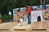 В рамках выставки беспородных собак в Южно-Сахалинске 8 питомцев обрели хозяев, Фото: 258