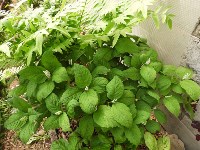Учёные на Курилах пытаются расселить редчайшее растение, Фото: 1