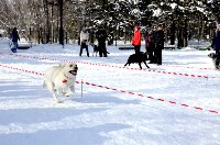 Собачьи бега в Южно-Сахалинске, Фото: 14