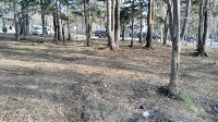 Уборка лесного массива в районе площади Славы, Фото: 9