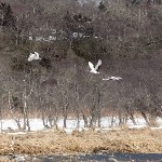 Японские журавли после зимовки вернулись на Кунашир, Фото: 5