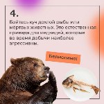 Как спастись от медведя, Фото: 4