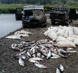 Десять тонн лосося изъяли у сахалинских браконьеров за неделю, Фото: 4