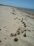 Загадочные песчаные сталагмиты выросли в заливе Мордвинова, Фото: 15