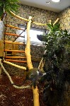 При реконструкции вальеров для обезьян в сахалинском зоопарки использовали мировой опыт, Фото: 6
